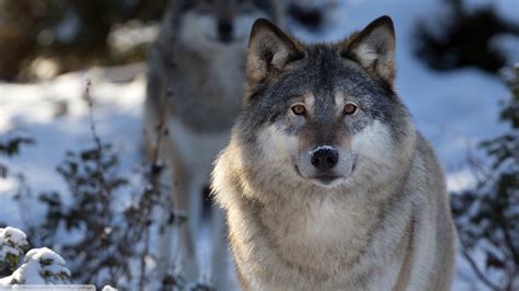 Wolf Animals Nature Wildlife Wallpapers Hd Desktop