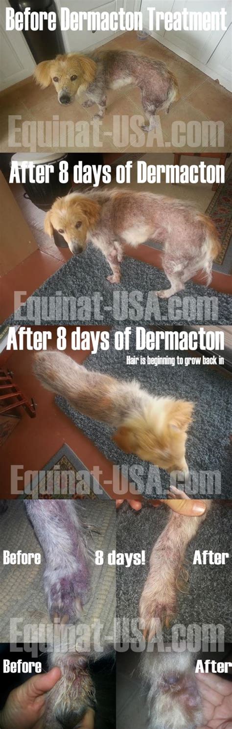 Dermacton Reviews Mange Treatment For Dogs Dog Itching Dog Insurance