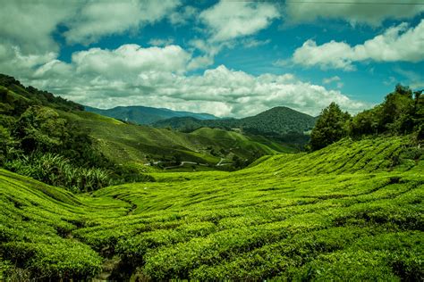 Cameron Highlands Malaysia