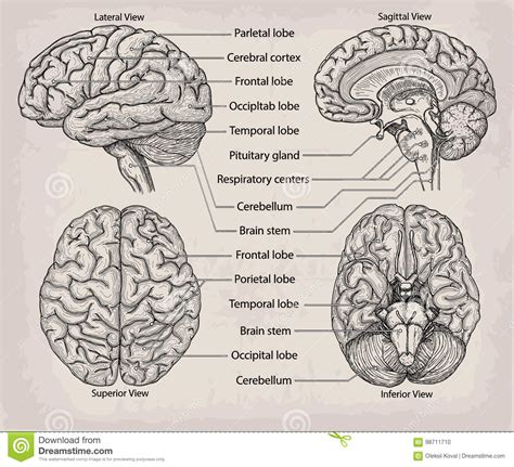 Anatomical Brain Organ Illustration Medicine Vector Illustration