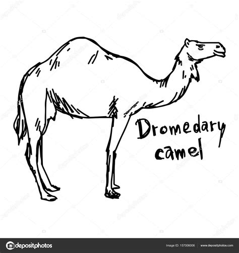 Next draw the long neck line and then attach it to another circle for the mid section of the cartoon camels body. Camel Caravan Drawing at GetDrawings | Free download