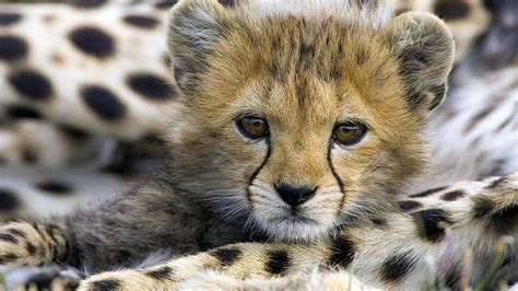 Baby Cheetah Cheetah Cubs Hd Wallpaper Pxfuel