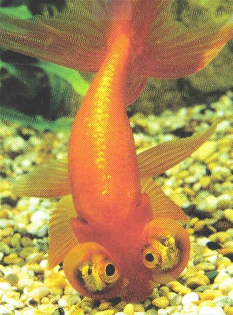 Celestial Eye Goldfish The Fancy Goldfish