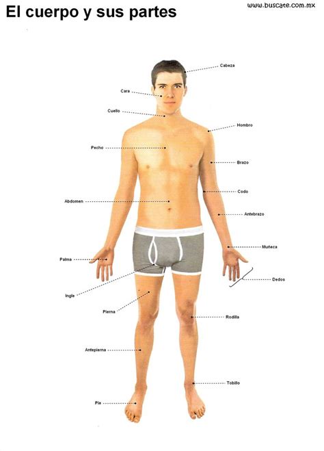 Pin En Anatomía Humana Human Anatomy