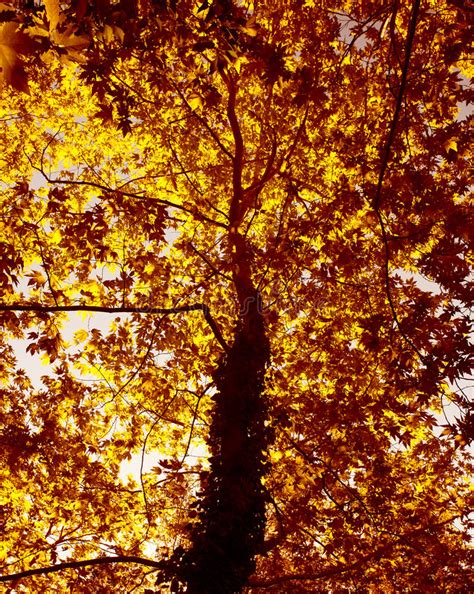 Autumn Tree Background Stock Photo Image Of Plant Background 27099588