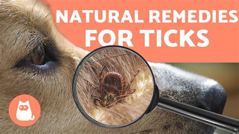 Preventing And Removing Ticks In Dogs 🕷️ 4 Natural Remedies Youtube