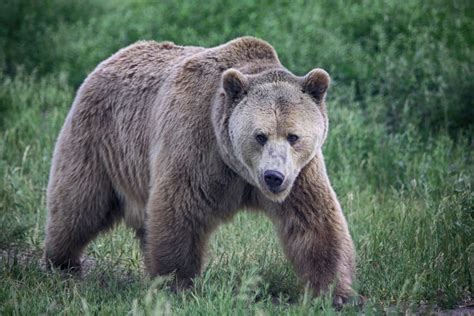 Bozeman Hunter Shoots Kills 500 Pound Female Grizzly Bear