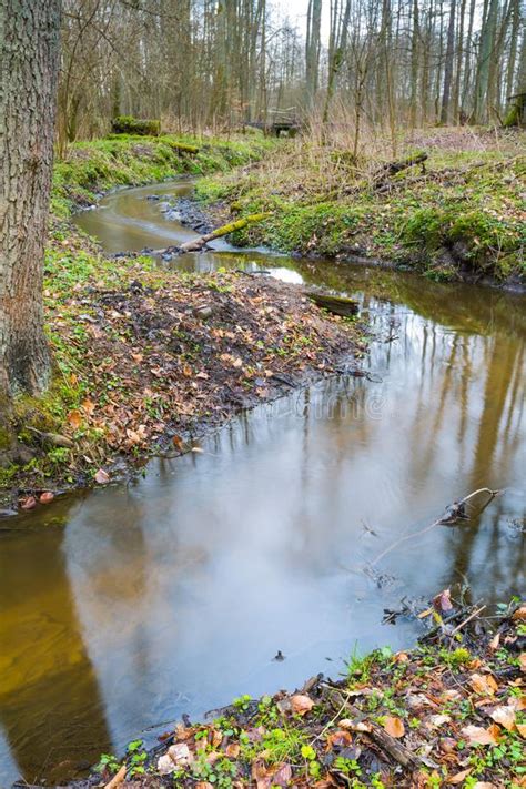Small River In Springtime Forest Stock Image Image Of Country