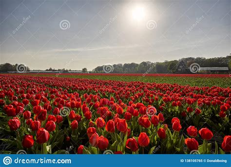 Red Tulip Field In Spring Stock Image Image Of Tulip 138105765