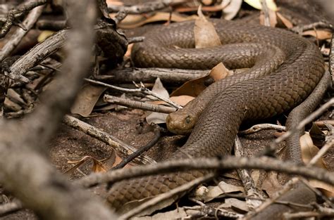 Common Eastern Brown Snake Poster Picture Photo Print Australia