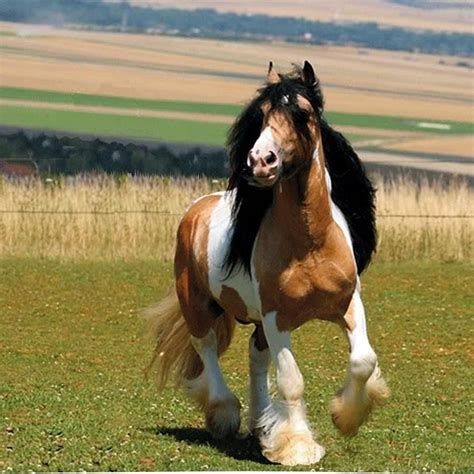 Llbwwb Cheyenne Gypsy Vanner Stallion With The Rare Black Mane On
