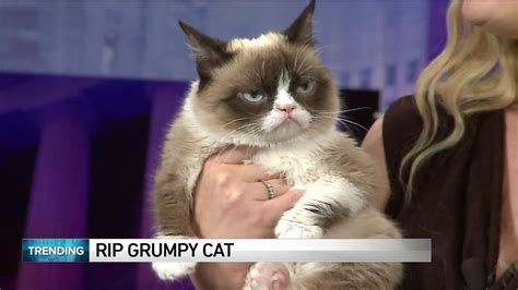 World Famous Grumpy Cat Dies At Age 7 Youtube