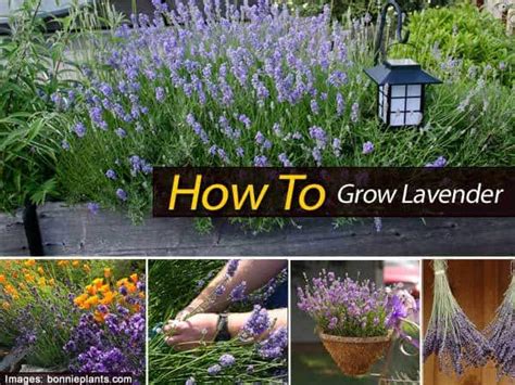 How To Tips On Growing Lavender