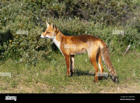 Young Red Fox The Largest Of The True Foxes Standing In A Dune Area