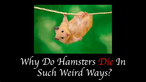 What Are Hamster Death Stories And Why Are They Always So Strange