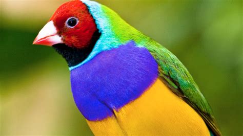 The Most Beautiful Birds In The World