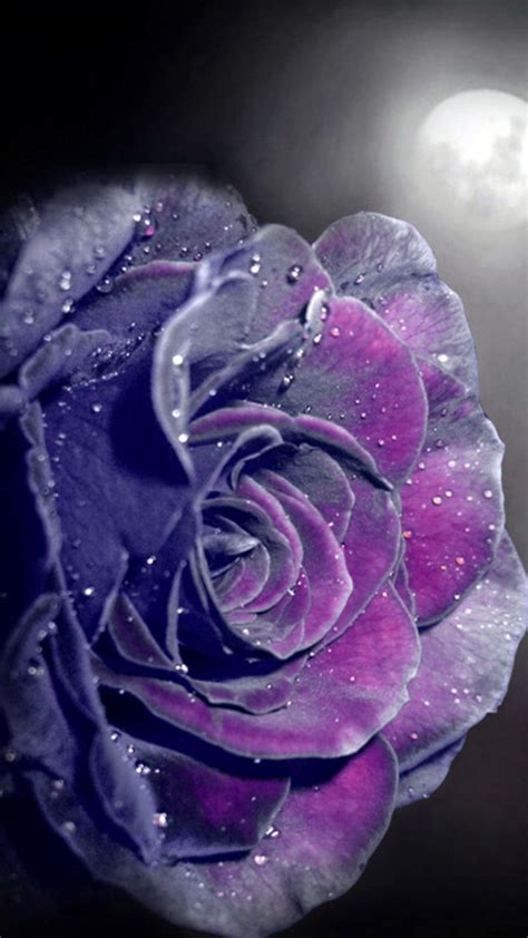 Purple Rose Hd Wallpapers Wallpaper Cave