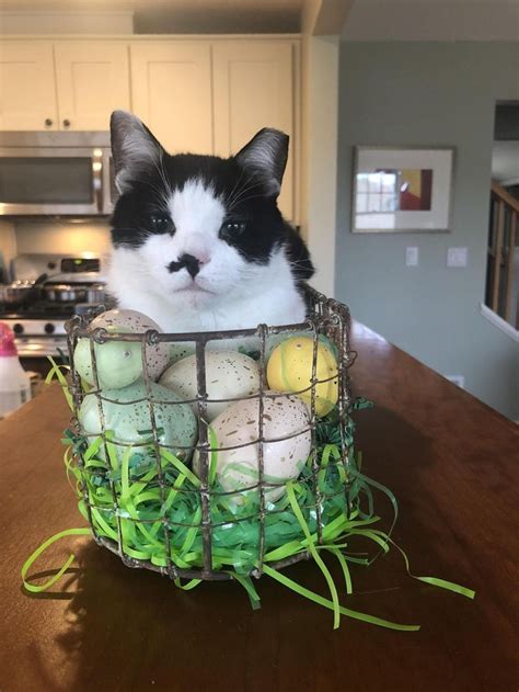 Why Have An Easter Bunny When You Have The Easter Kitty By