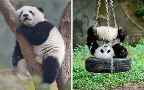 10 Funny Panda Pictures That Can Make Your Day Its Paw