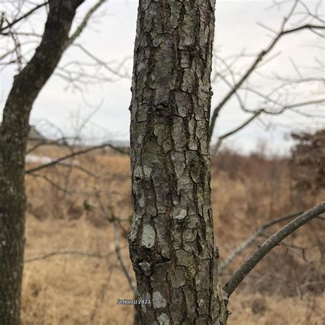 Photo Of The Stem Scape Stalk Or Bark Of American Persimmon