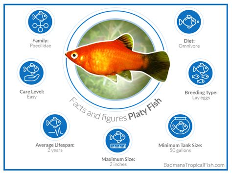 Platy Fish Xiphophorus Maculatus Care Maintenance And Breeding