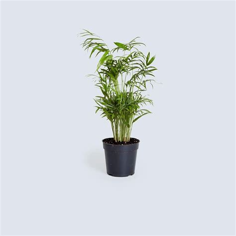 Indoor palm plants just need the correct amount of light, fertilizer 8 easy tips on how to care for indoor palm plants. Parlor Palm | Palm plant care, Plants, Indoor plants