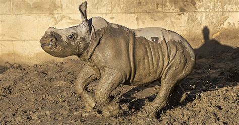 Baby White Rhino Gets Name Frolics In Mud At San Diego Zoo Ap News