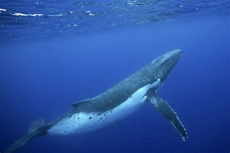 The Best Pictures Of A Humpback Whale Cool Wallpaper