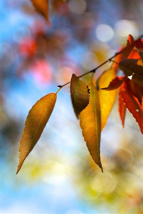 Rustling Leaves Photograph By Tracy Male Fine Art America