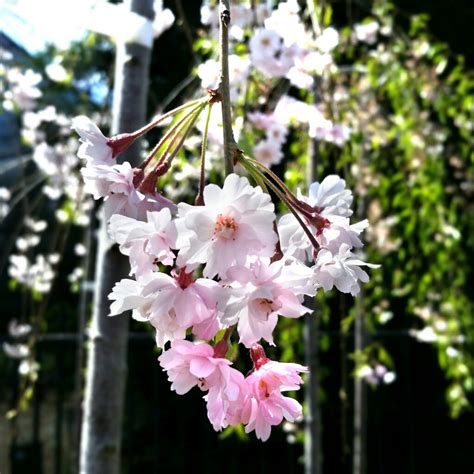 All you have to do is enter your zip code, and it will tell you what zone. Prunus subhirtella 'Pendula' - Weeping Cherry - Mid Valley ...