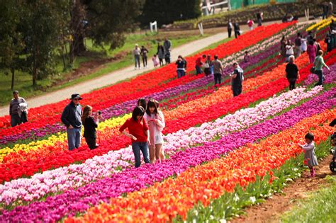 Winter flowering plants are best planted during summer. inlea | Supporting your success