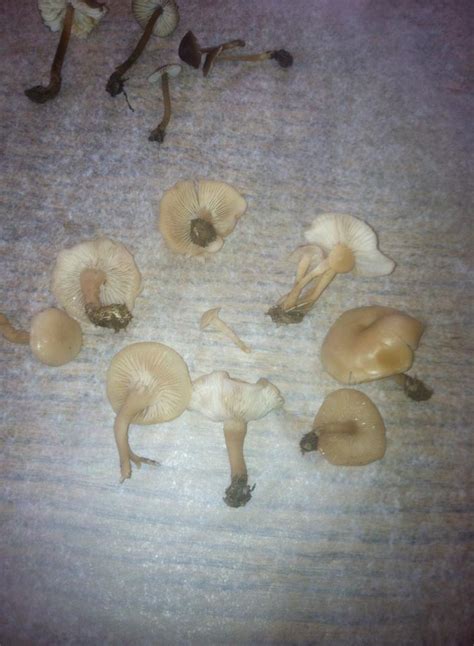 Winter Arkansas Mushrooms Mushroom Hunting And
