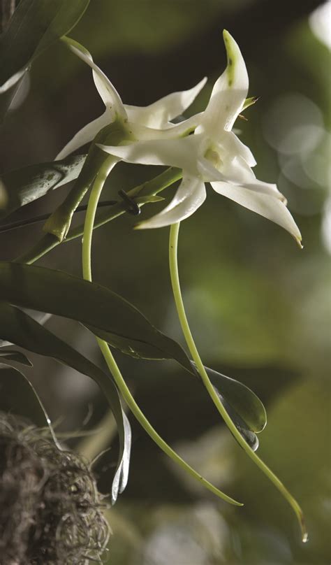Darwin S Orchid The Fascinating Story Of Angraecum Sesquipedale