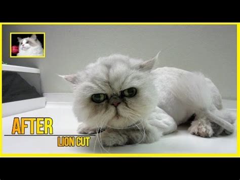 We had to do this for nearly 18 years. Persian Cat lion cut - YouTube