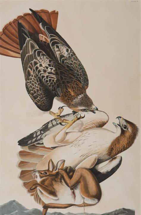 audubon s legacy artist scientist writer and conservationist asheville art museum
