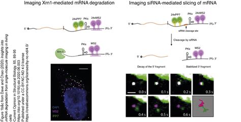 Motley fool • 2 days ago. Insights into mRNA degradation from single-molecule ...