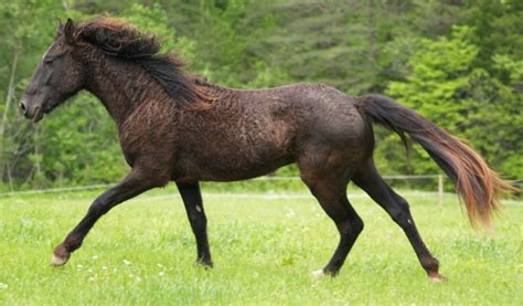 10 Of The Rarest Horse Breeds In The World Henspark Stories