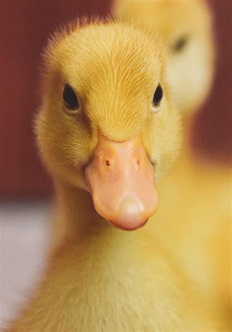 The Beginner’s Guide To Raising Ducklings Everything You Need To Know To Get Started Home In