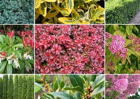 9 Tipos De Arbustos Y Sus Características Y Cuidados Plants Happy