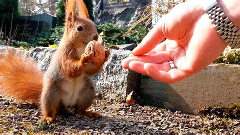 Red Squirrel Smiles Happily While Hand Feeding Full Hd Youtube