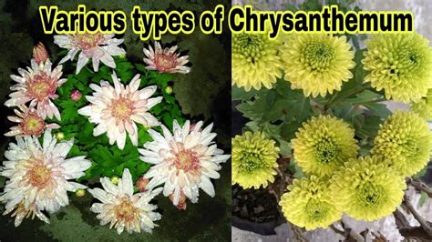 Various Types Of Chrysanthemum Part 1 20 Types By Garden Gyan Youtube