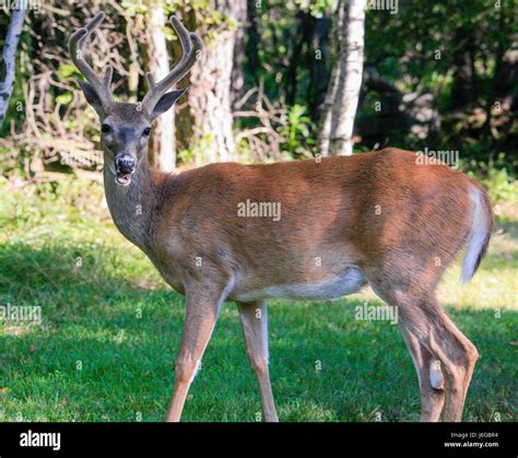 Huntng Magazine Hi Res Stock Photography And Images Alamy