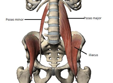 Iliopsoas Muscle Details Mobile Physiotherapy Clinic