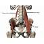 ILIOPSOAS MUSCLE DETAILS  Mobile Physiotherapy Clinic