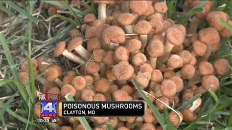 Poisonous Mushrooms Pop Up In Missouri Fox 4 Kansas City Wdaf Tv