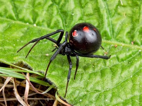 Read on to learn about the black widow spider. Black Widow Spider Facts - 24 Hours Of Culture