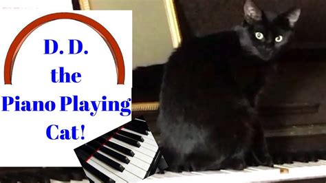 Funny Cat Plays The Piano With 4 Paws Friend Of