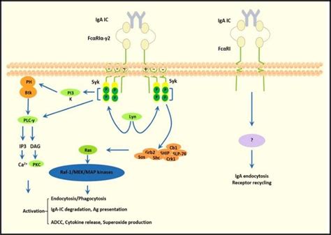 7 Signaling Pathways Triggered By The Activation Of Fcαri N O V A S C