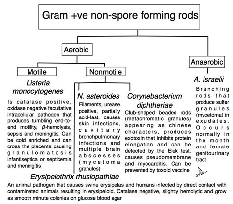 Gram Ve Non Spore Forming Rods البكتيريا العصوية غير