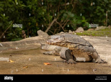 Water Monitor Lizard Varanus Salvator In Sungei Buloh Wetland Reserve